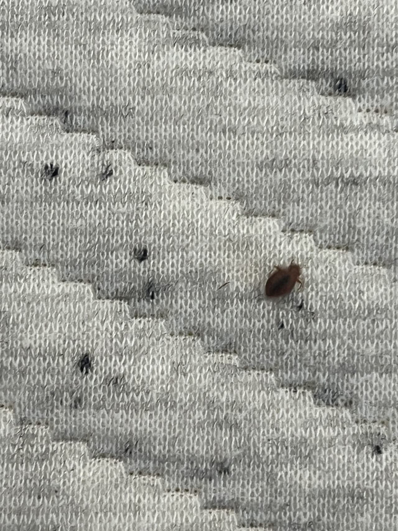 Bed bug service proof in Gallatin, TN - June 8, 2026 - Job E6D7C8 main photo