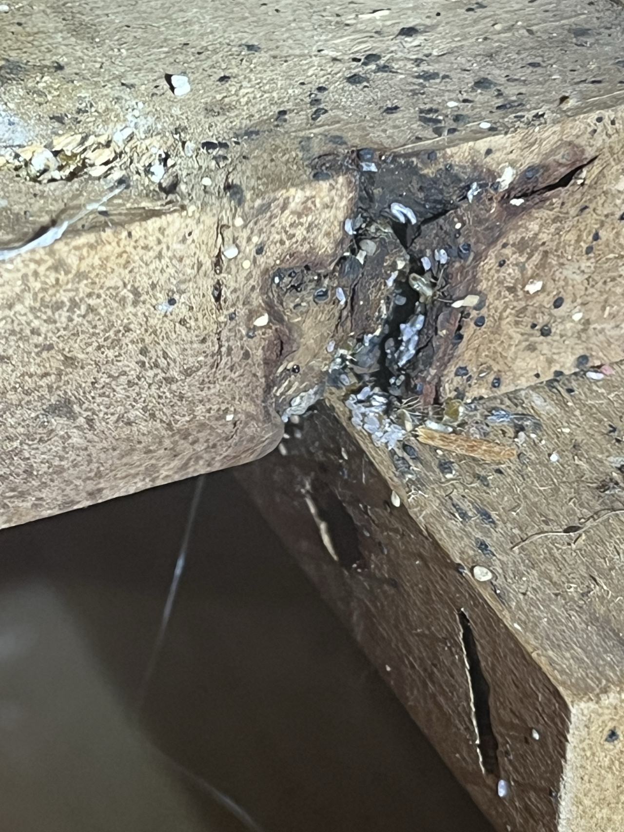 Bed bug service proof in Cookeville, TN - June 8, 2026 - Job 4445EC main photo