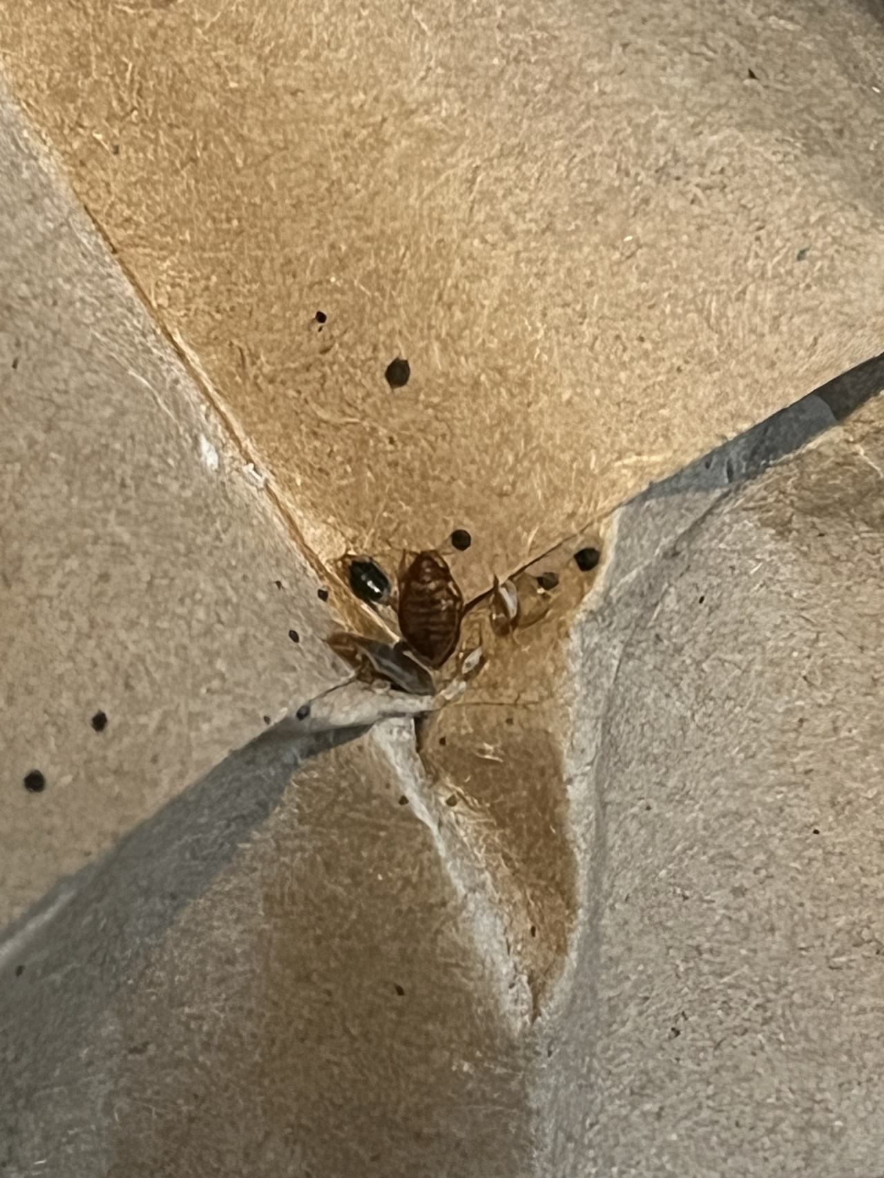 Bed bug service proof in Hendersonville, TN - June 8, 2026 - Job 45073A main photo