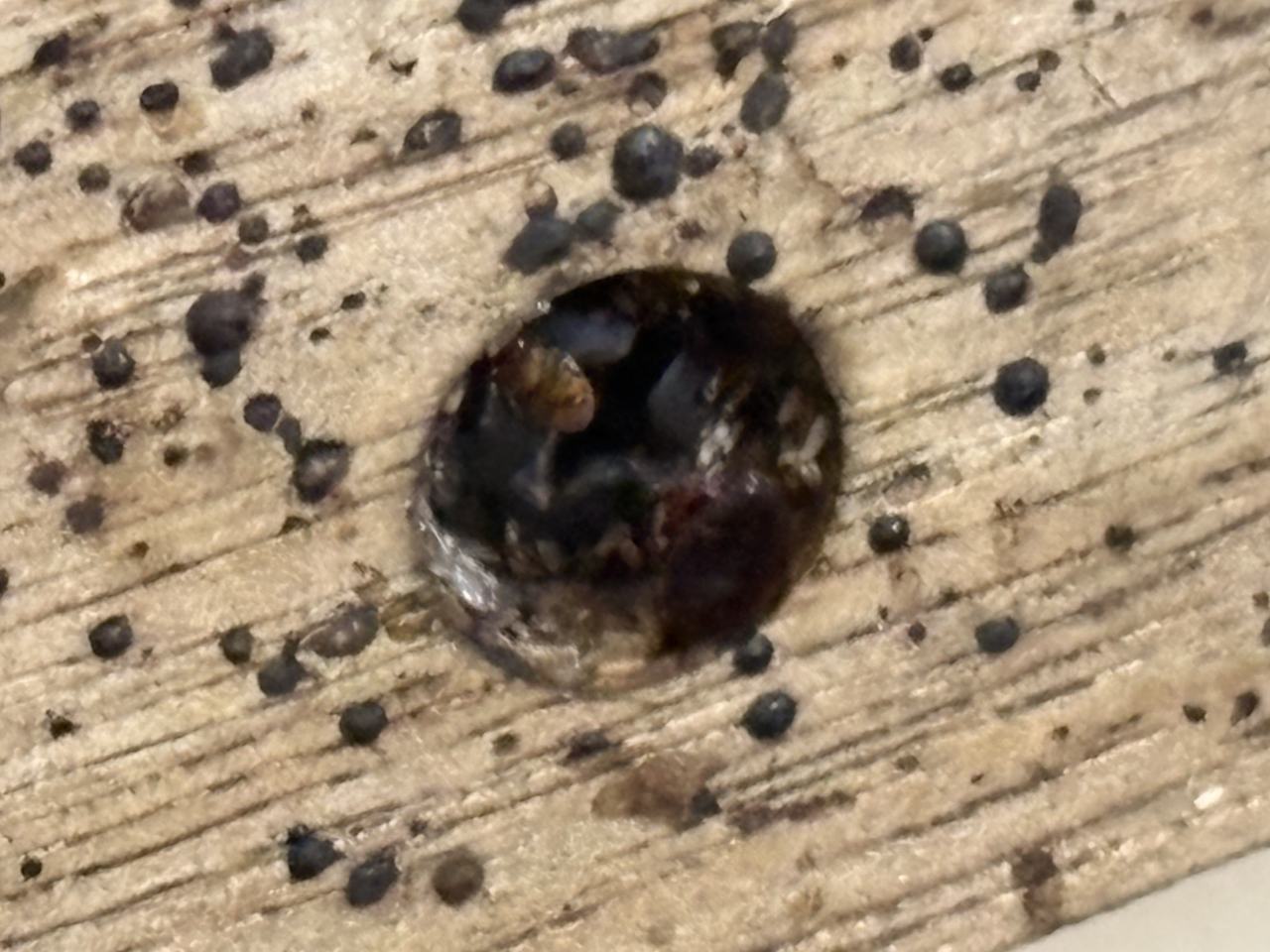 Bed bug service proof in Nashville, TN - June 8, 2026 - Job 186141 main photo