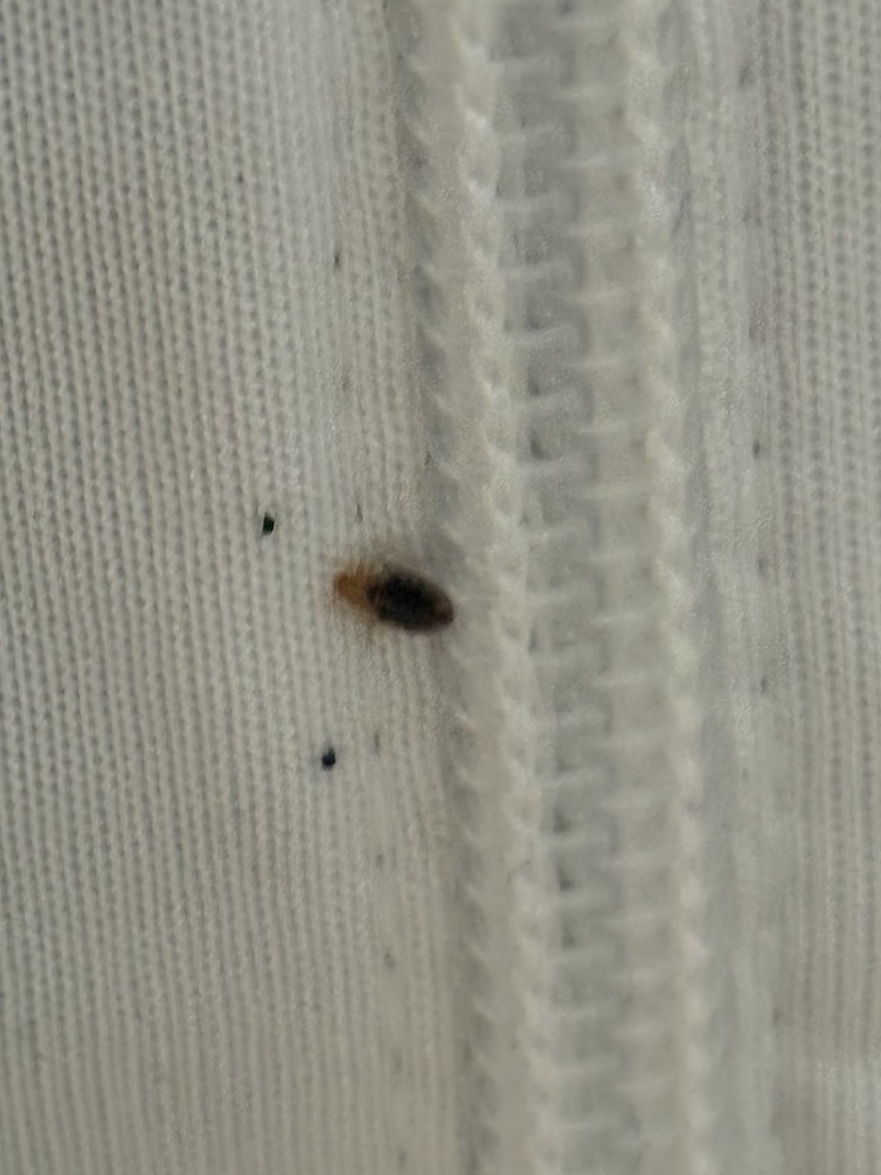 Bed bug service proof in Pelham, TN - June 8, 2026 - Job D2E13B main photo