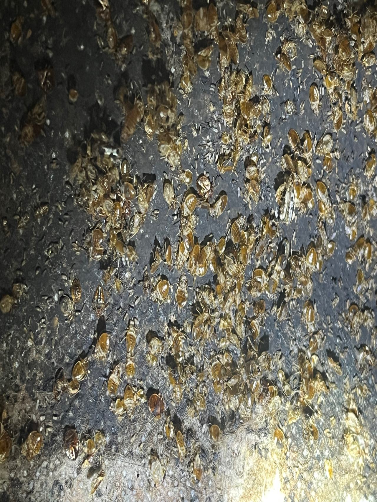 Bed bug service proof in Gallatin, TN - June 8, 2026 - Job BDF21E main photo