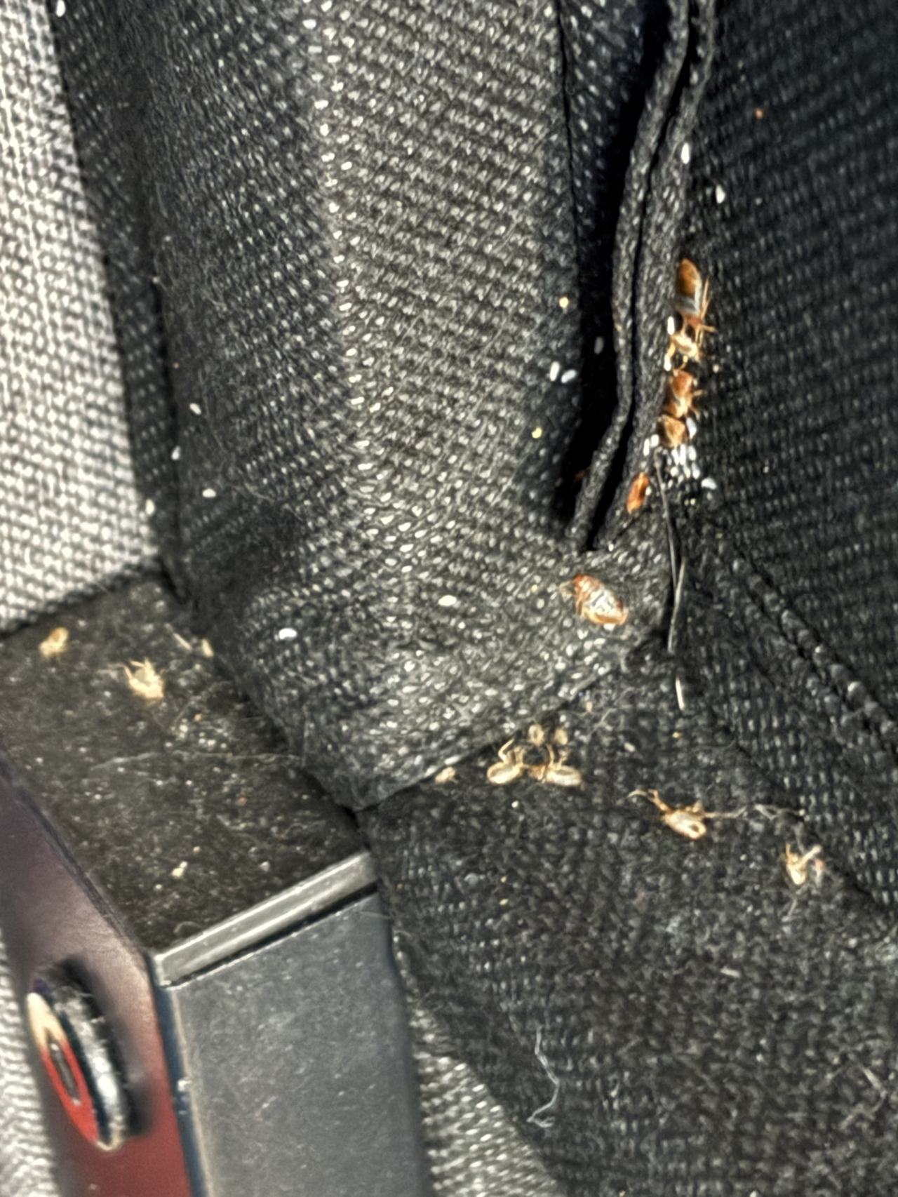 Bed bug service proof in McMinnville, TN - June 8, 2026 - Job 6B147D main photo