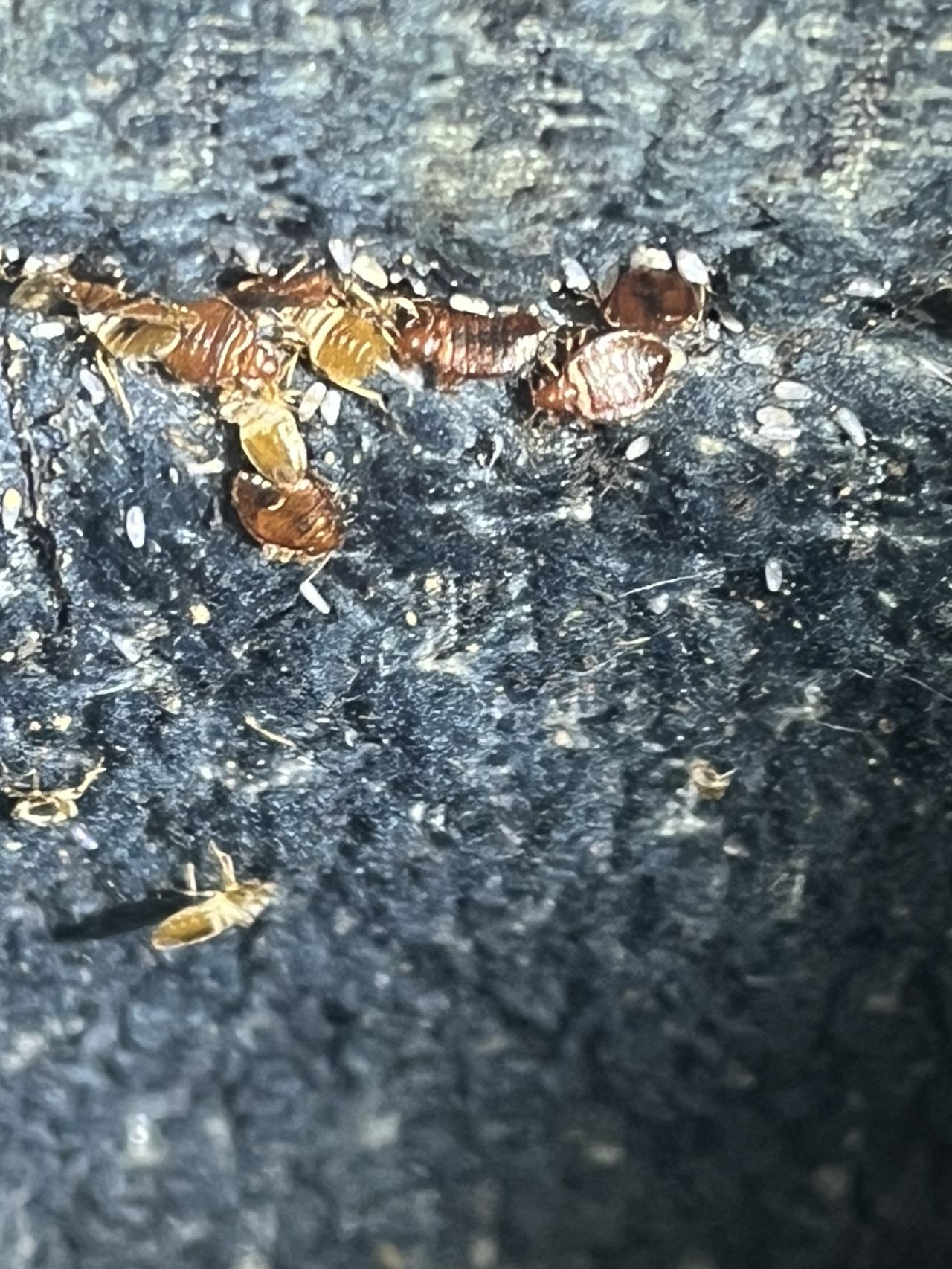 Bed bug service proof in Old Hickory, TN - June 8, 2026 - Job 9CFE1E main photo