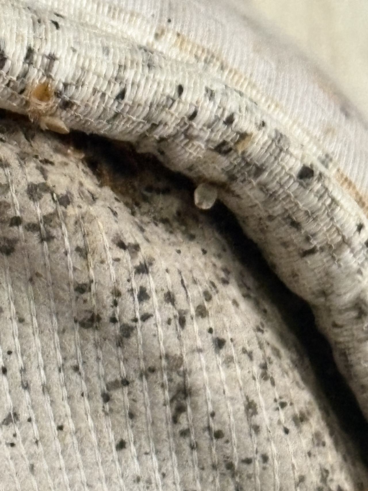Bed bug service proof in Shelbyville, TN - June 3, 2026 - Job 744982 main photo