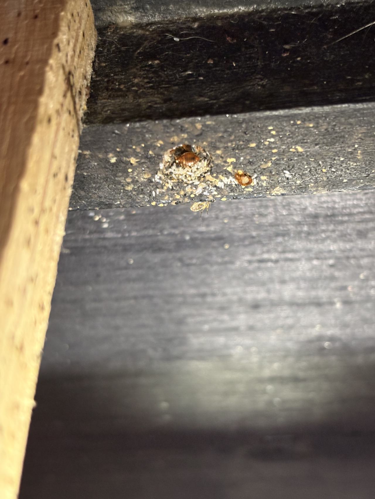 Bed bug service proof in Westmoreland, TN - June 8, 2026 - Job 8566A9 main photo