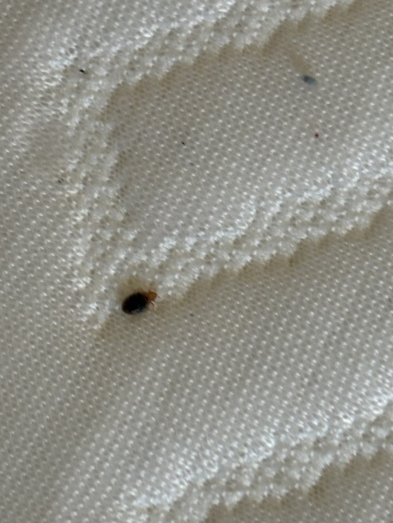 Bed bug service proof in Nashville, TN - August 4, 2026 - Job 5EACE7 main photo