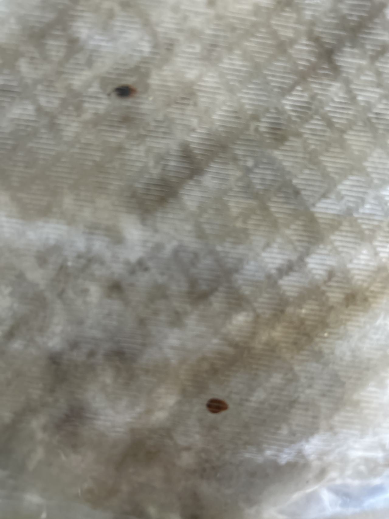 Bed bug service proof in Lebanon, TN - June 8, 2026 - Job 308A63 main photo