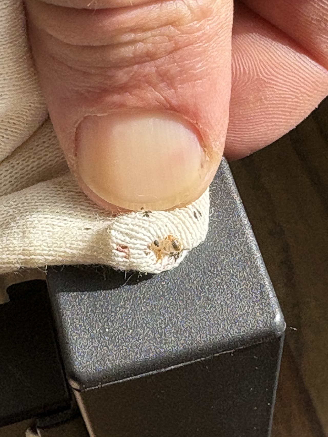 Bed bug service proof in Gruetli-Laager, TN - June 8, 2026 - Job 70F2AB main photo
