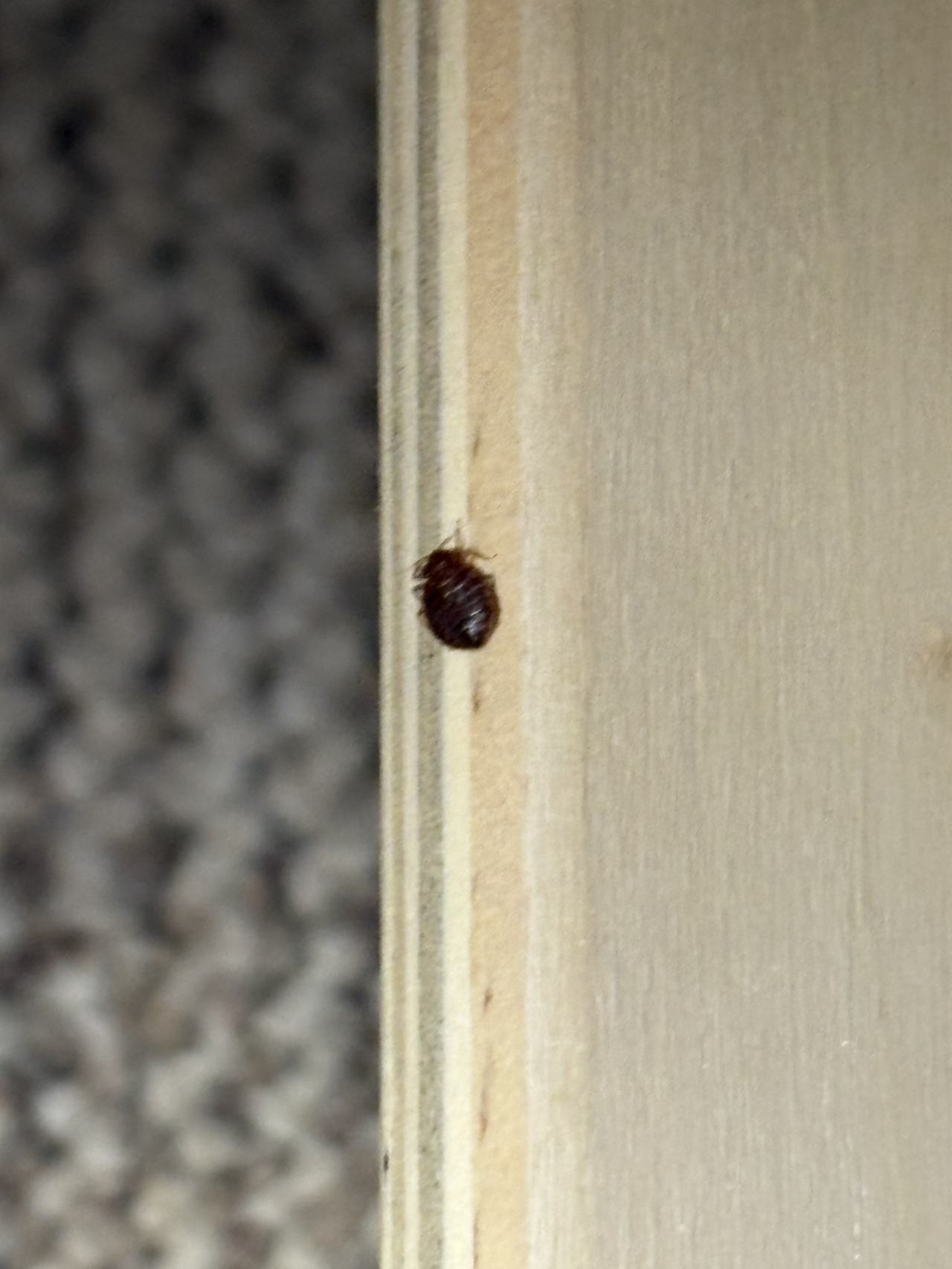 Bed bug service proof in McMinnville, TN - October 23, 2026 - Job FDB6A4 main photo