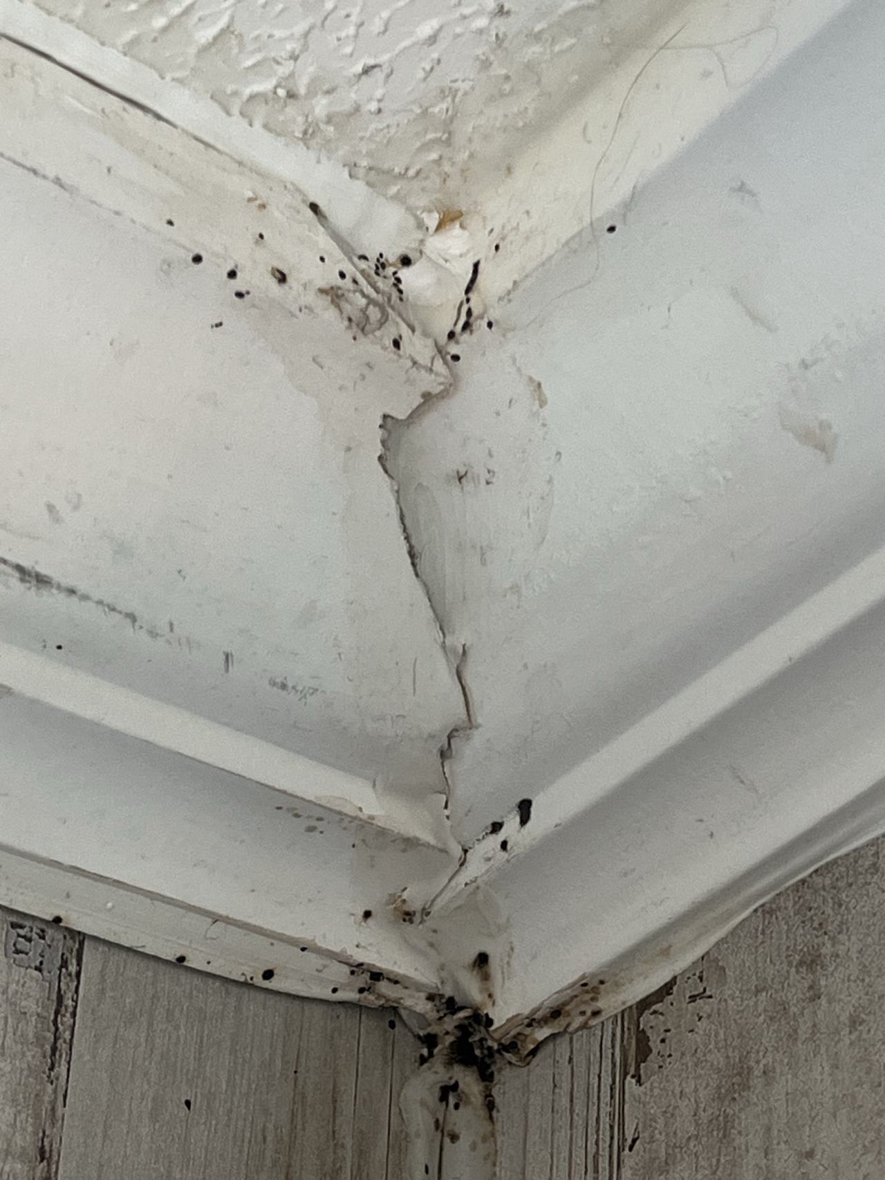 Bed bug service proof in Sparta, TN - June 8, 2026 - Job 917C35 main photo