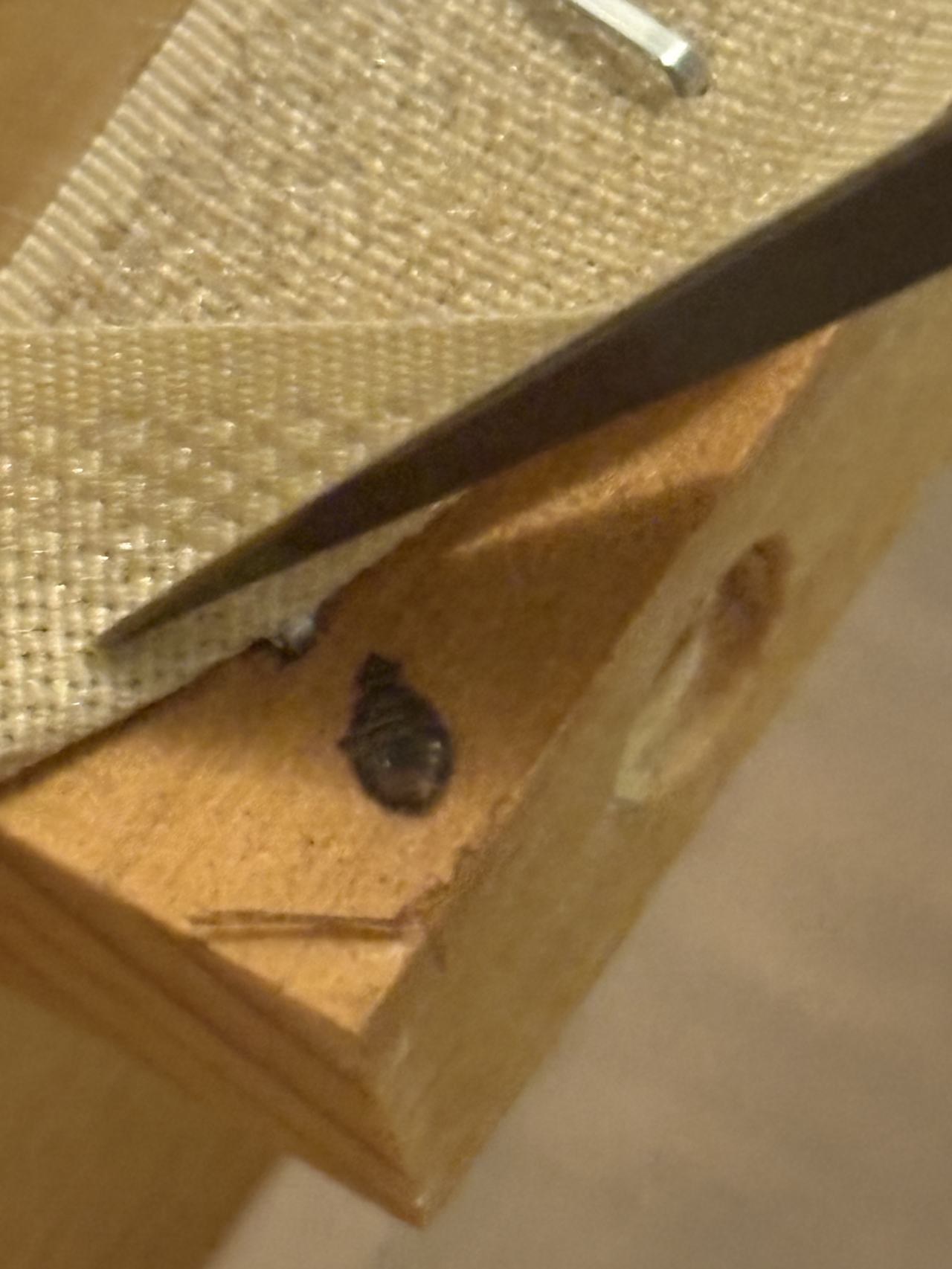 Bed bug service proof in Murfreesboro, TN - June 8, 2026 - Job EB80A5 main photo