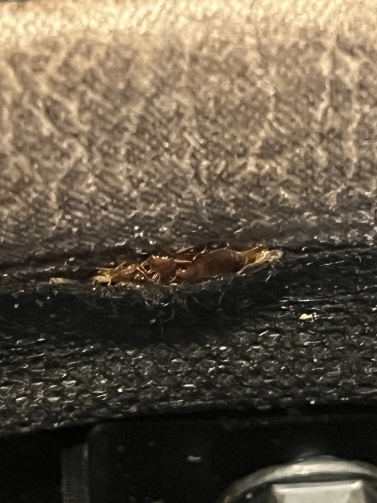 Bed bug service proof in Portland, TN - June 8, 2026 - Job 2DDF59 main photo