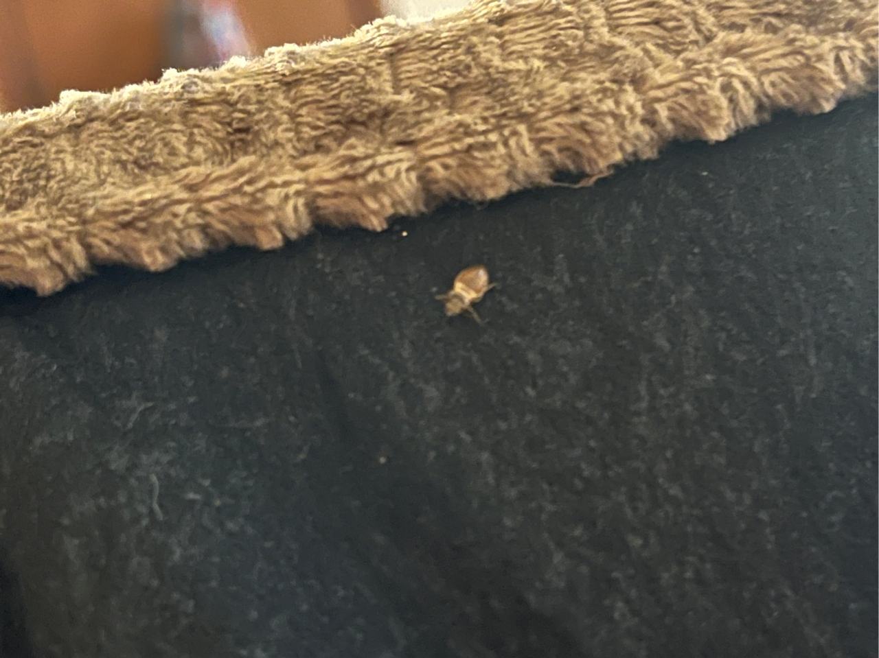 Bed bug service proof in Hendersonville, TN - June 8, 2026 - Job 32A4CF main photo