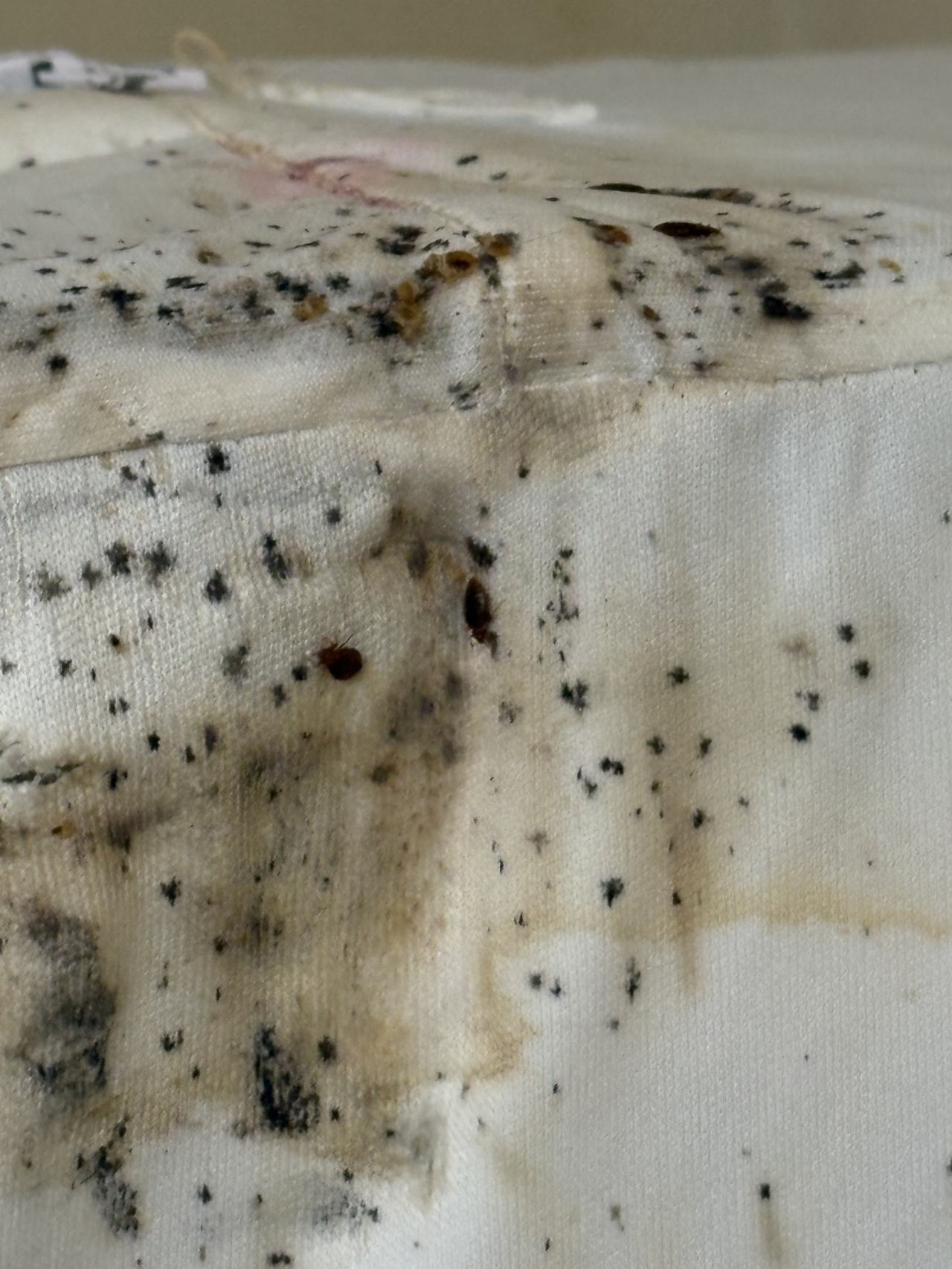 Bed bug service proof in Shelbyville, TN - June 9, 2026 - Job D7EE38 main photo