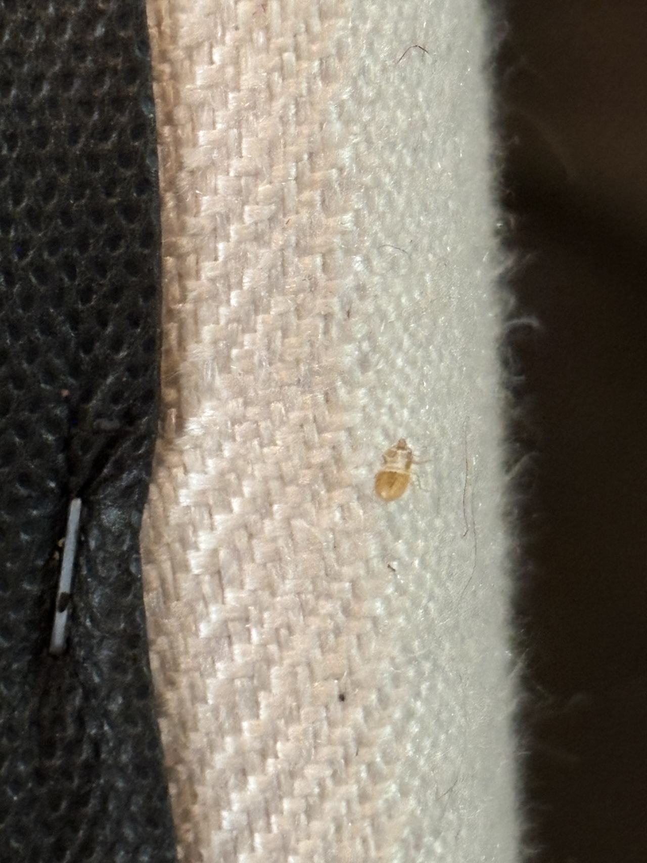 Bed bug service proof in Nashville, TN - October 23, 2026 - Job 3C94F1 main photo