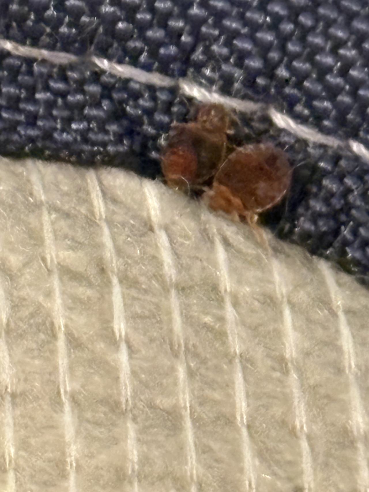 Bed bug service proof in Nashville, TN - June 11, 2026 - Job EA227F main photo