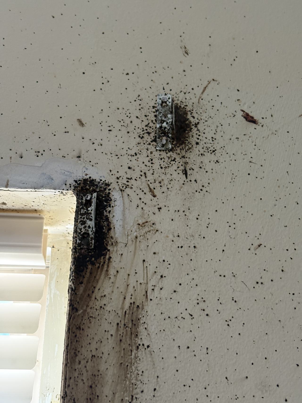 Bed bug service proof in Springfield, TN - October 23, 2026 - Job 6C5F9B main photo