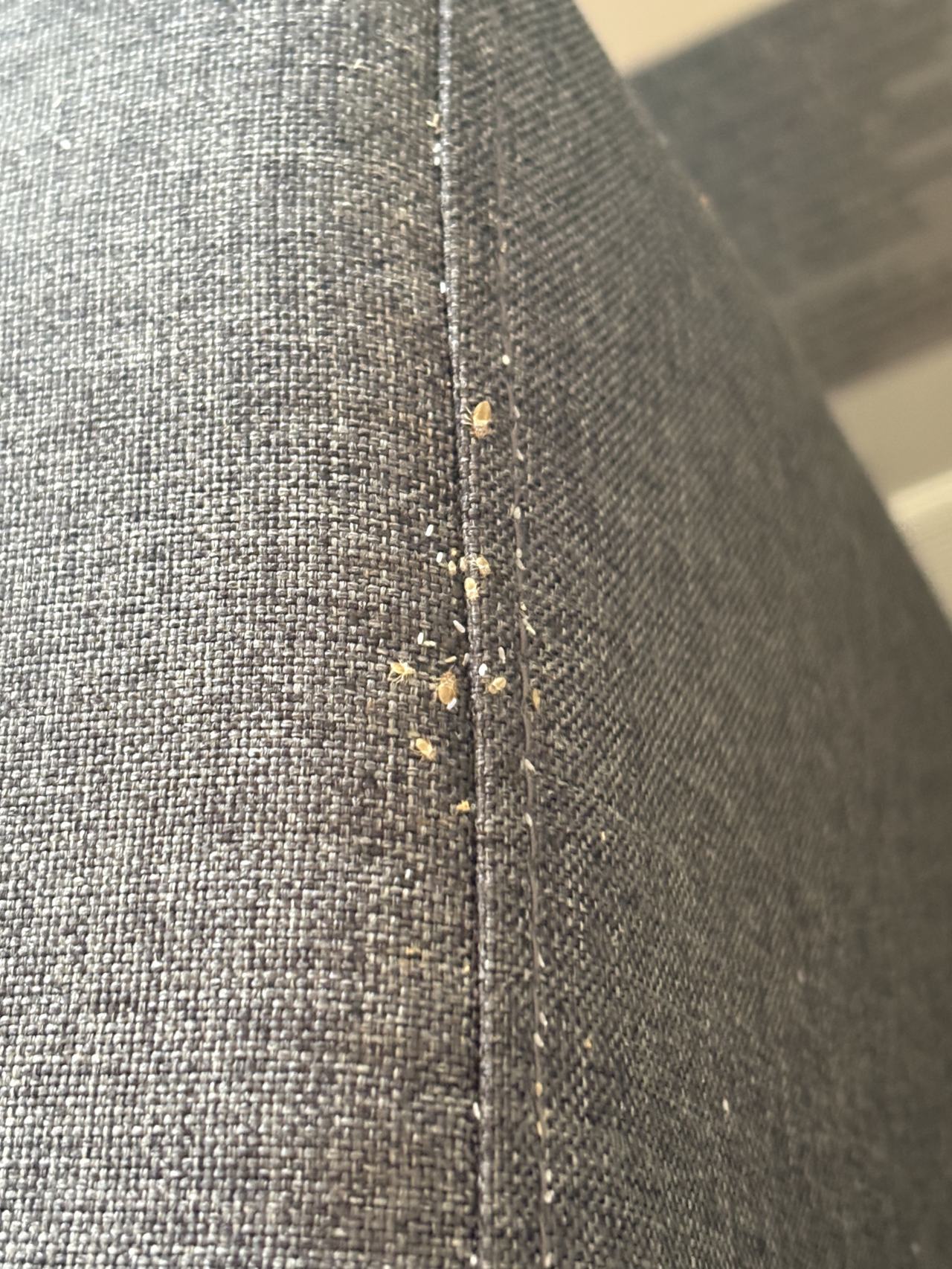 Bed bug service proof in Clarksville, TN - October 23, 2026 - Job F2B22A main photo