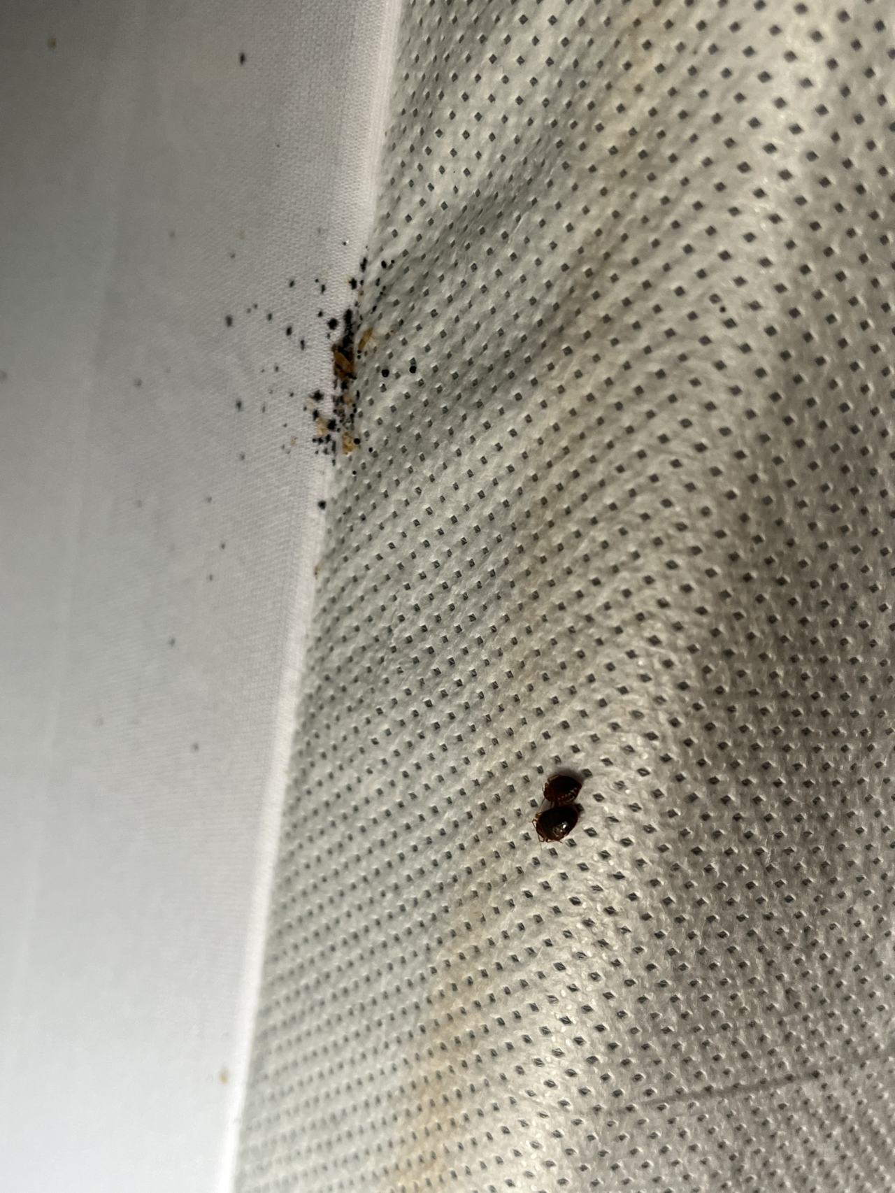 Bed bug service proof in White House, TN - June 8, 2026 - Job C189C0 main photo
