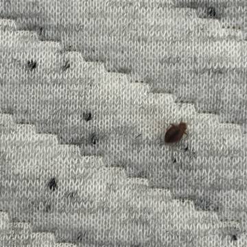 Bed bug service proof in Gallatin, TN - June 8, 2026 - Job E6D7C8 photo 1