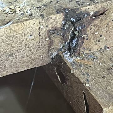 Bed bug service proof in Cookeville, TN - June 8, 2026 - Job 4445EC photo 1