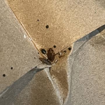 Bed bug service proof in Hendersonville, TN - June 8, 2026 - Job 45073A photo 1