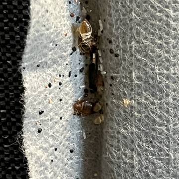 Bed bug service proof in Hendersonville, TN - June 8, 2026 - Job 45073A photo 2