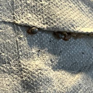 Bed bug service proof in Hendersonville, TN - June 8, 2026 - Job 45073A photo 3