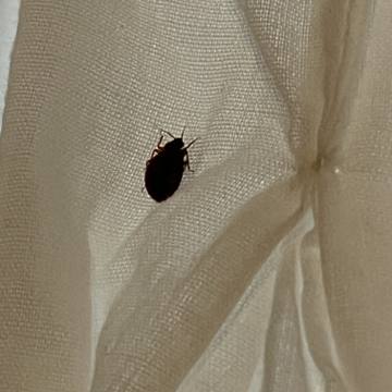 Bed bug service proof in Hendersonville, TN - June 8, 2026 - Job 45073A photo 4