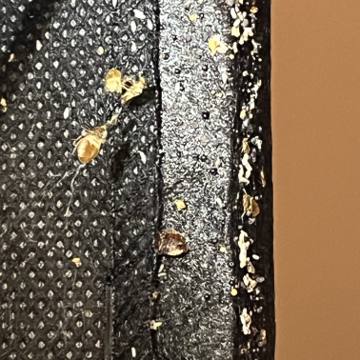 Bed bug service proof in Watertown, TN - June 8, 2026 - Job 0988B9 photo 5