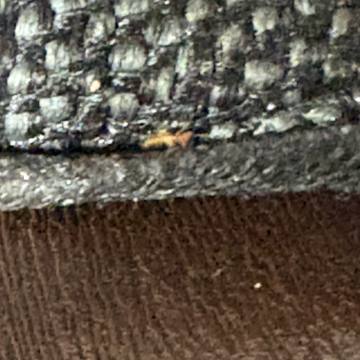 Bed bug service proof in Nashville, TN - June 8, 2026 - Job 186141 photo 2