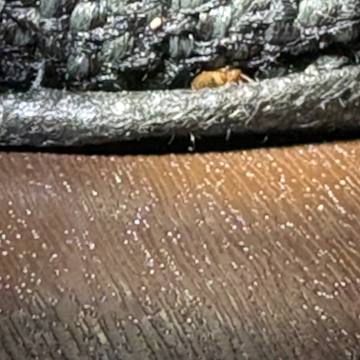 Bed bug service proof in Nashville, TN - June 8, 2026 - Job 186141 photo 3