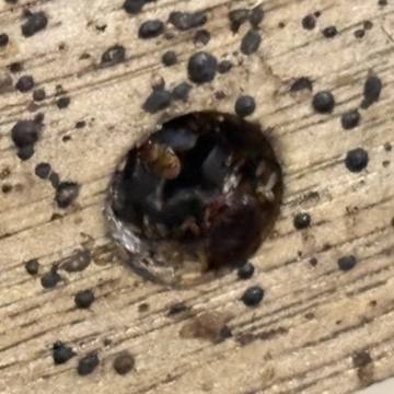Bed bug service proof in Nashville, TN - June 8, 2026 - Job 186141 photo 4
