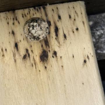 Bed bug service proof in Nashville, TN - June 8, 2026 - Job 186141 photo 5
