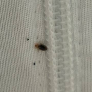 Bed bug service proof in Pelham, TN - June 8, 2026 - Job D2E13B photo 1