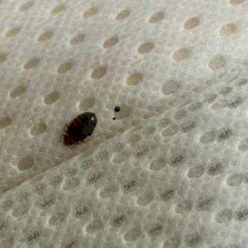 Bed bug service proof in Pelham, TN - June 8, 2026 - Job D2E13B photo 3