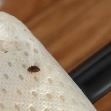 Bed bug service proof in Pelham, TN - June 8, 2026 - Job D2E13B photo 4