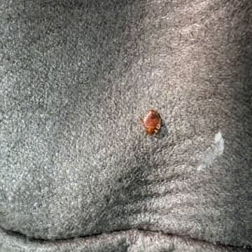 Bed bug service proof in Pelham, TN - June 8, 2026 - Job D2E13B photo 5