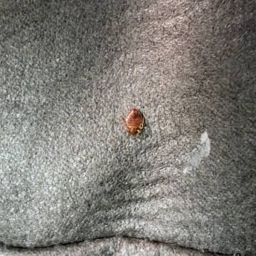 Bed bug service proof in Pelham, TN - June 8, 2026 - Job D2E13B photo 6