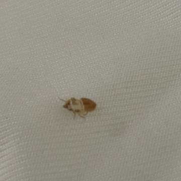Bed bug service proof in Pelham, TN - June 8, 2026 - Job D2E13B photo 7