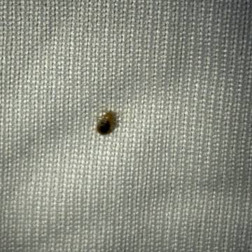 Bed bug service proof in Pelham, TN - June 8, 2026 - Job D2E13B photo 8