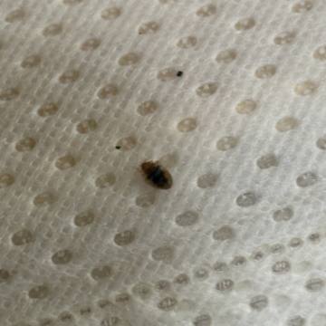 Bed bug service proof in Pelham, TN - June 8, 2026 - Job D2E13B photo 9