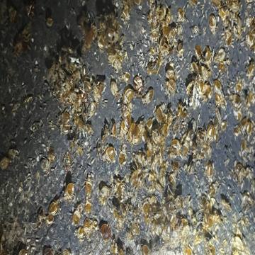 Bed bug service proof in Gallatin, TN - June 8, 2026 - Job BDF21E photo 1