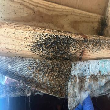 Bed bug service proof in Gallatin, TN - June 8, 2026 - Job BDF21E photo 3