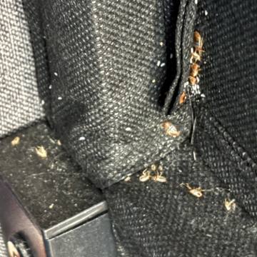 Bed bug service proof in McMinnville, TN - June 8, 2026 - Job 6B147D photo 1