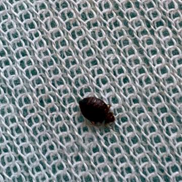 Bed bug service proof in McMinnville, TN - June 8, 2026 - Job 6B147D photo 3