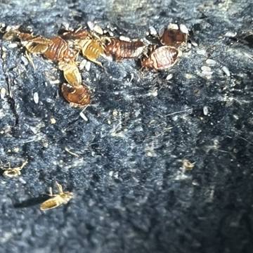 Bed bug service proof in Old Hickory, TN - June 8, 2026 - Job 9CFE1E photo 1
