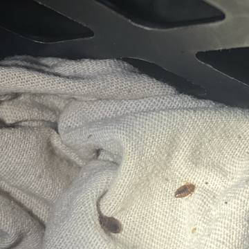 Bed bug service proof in Old Hickory, TN - June 8, 2026 - Job 9CFE1E photo 2