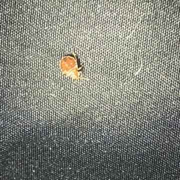 Bed bug service proof in Old Hickory, TN - June 8, 2026 - Job 9CFE1E photo 5